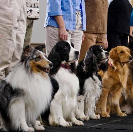 Lielāks risks inficēties ar audzētavu klepu ir suņiem, kas nonāk kontaktā ar daudziem citiem suņiem lielās grupās - izstādēs, apmācībās vai suņu viesnīcās.