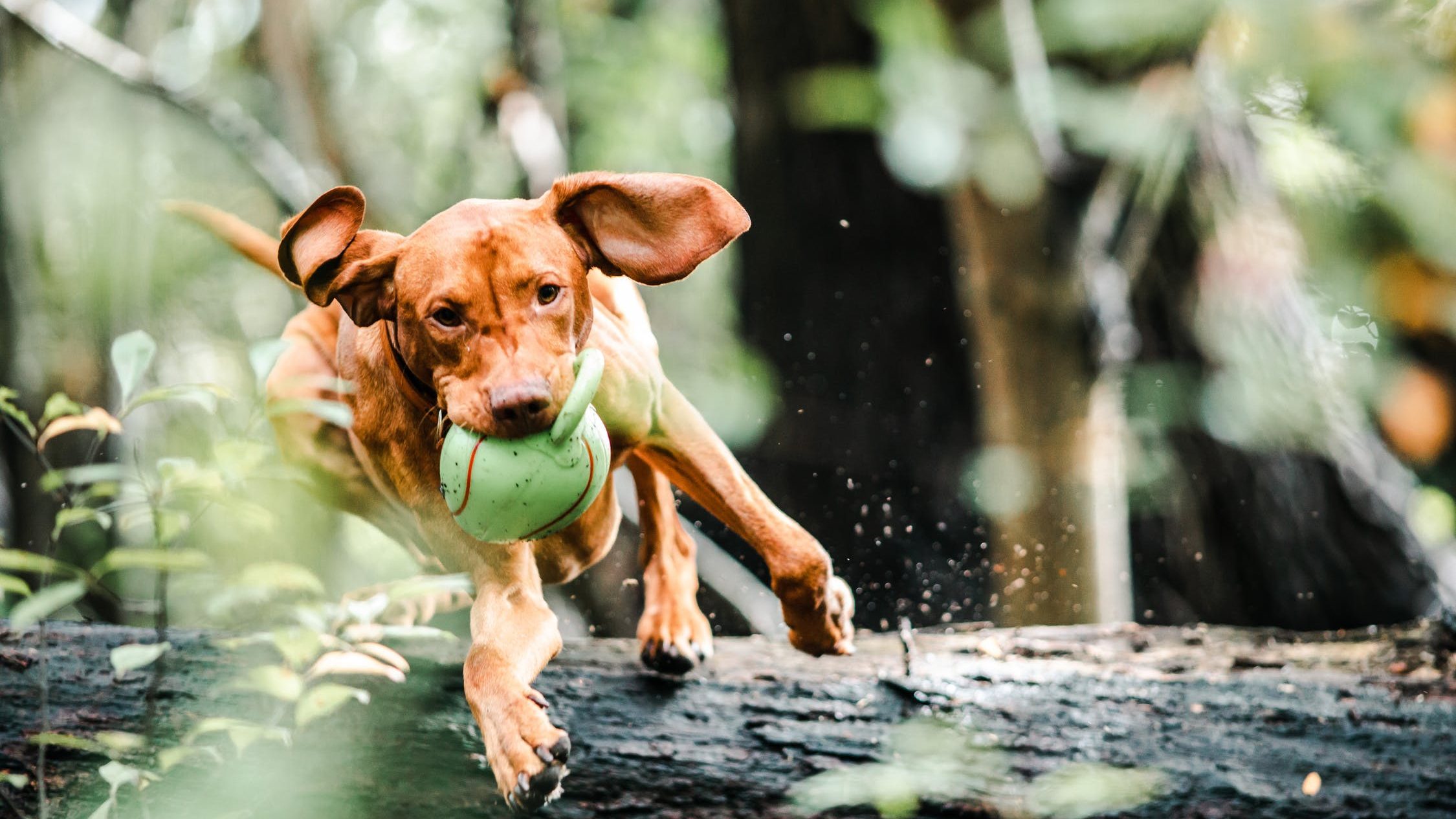Fiziskās kustības, aktīva, interesanta suņa dzīve