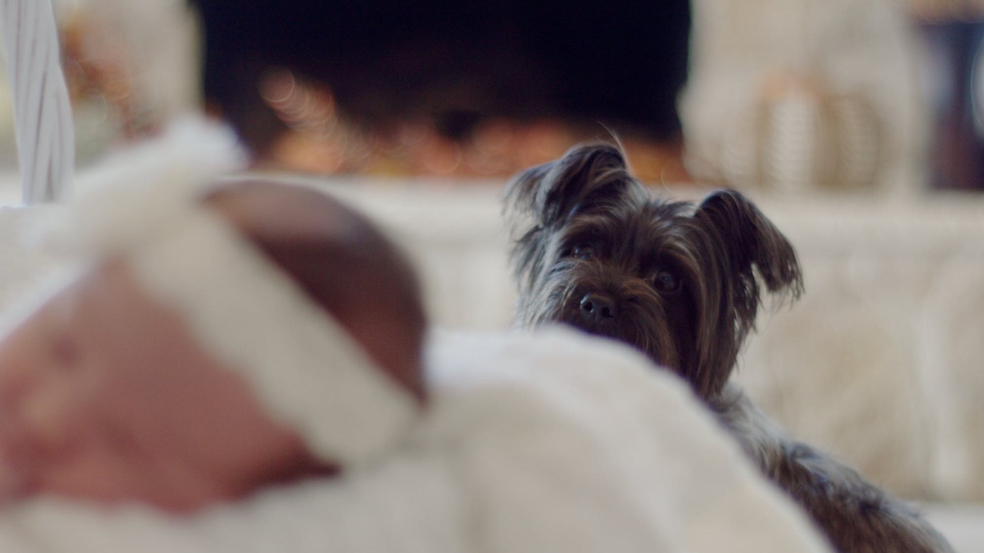 Statistika rāda - gadījumos, kad suns smagi traumējis zīdainīti vai mazu bērnu, nav bijis klāt neviena pieaugušā.