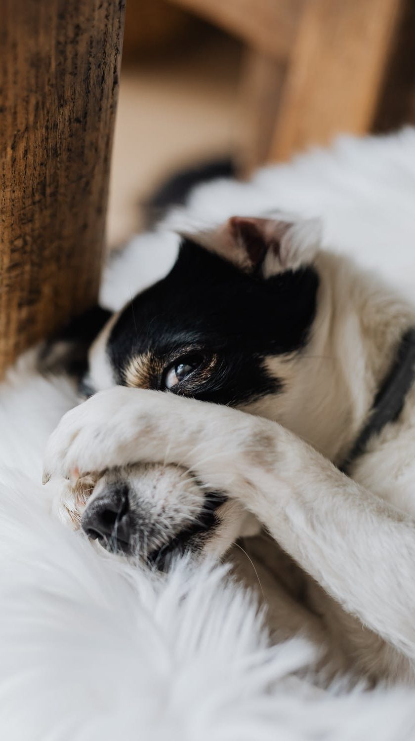 Sods nelīdzēs, ja dzīvnieks nesaprot, par ko viņu soda