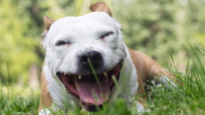 Klepojošs suns zālājā