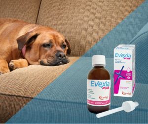 EVEXIA PLUS – papildbarība hronisku sāpju mazināšanai.