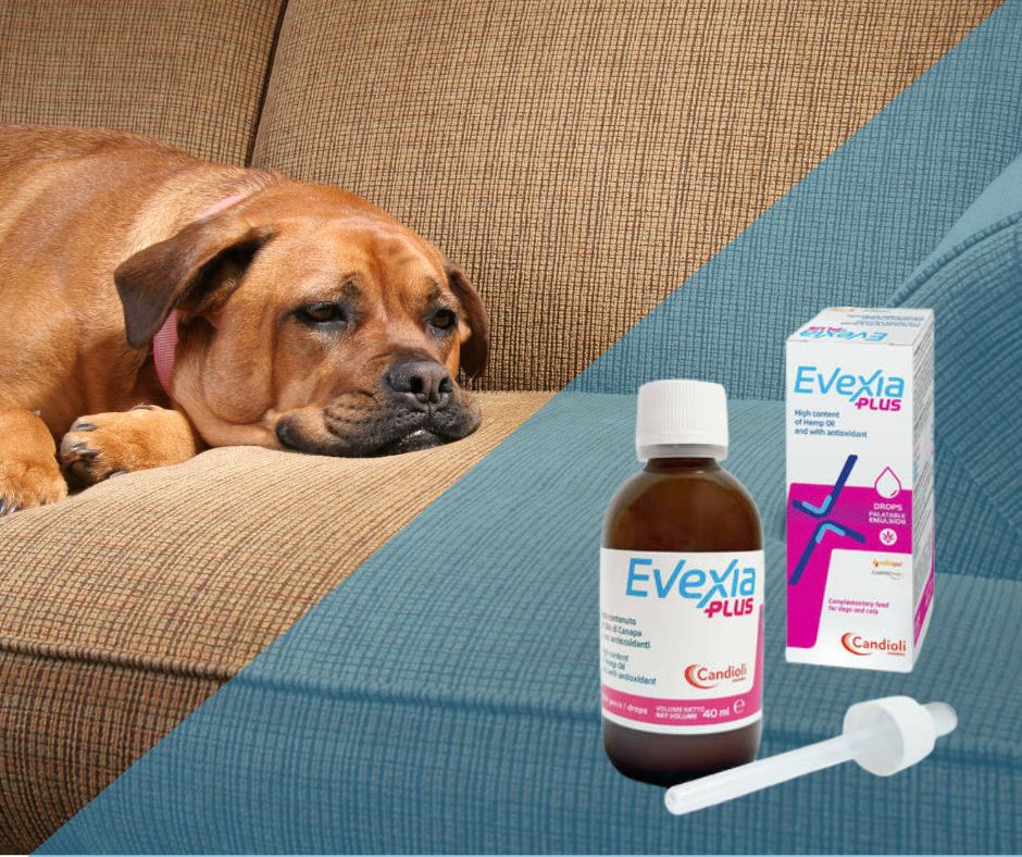 EVEXIA PLUS – papildbarība hronisku sāpju mazināšanai.