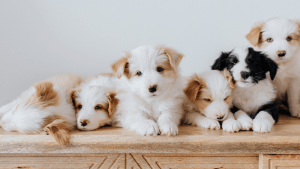 Seši draudzīgi kucēni