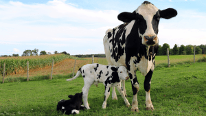 Govs ar diviem teliņiem pļavā