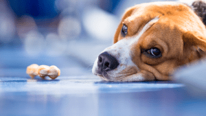 Guļošs suns ar mantiņu