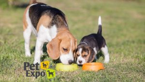 Divi suņi ar bļodām