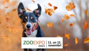 Priecīgs suns rudens lapās