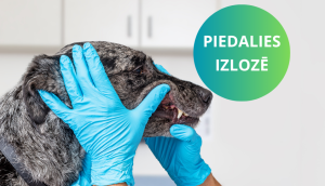 zobu un mutes dobuma kopšana suņiem