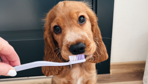 Zobu kopšana suņiem